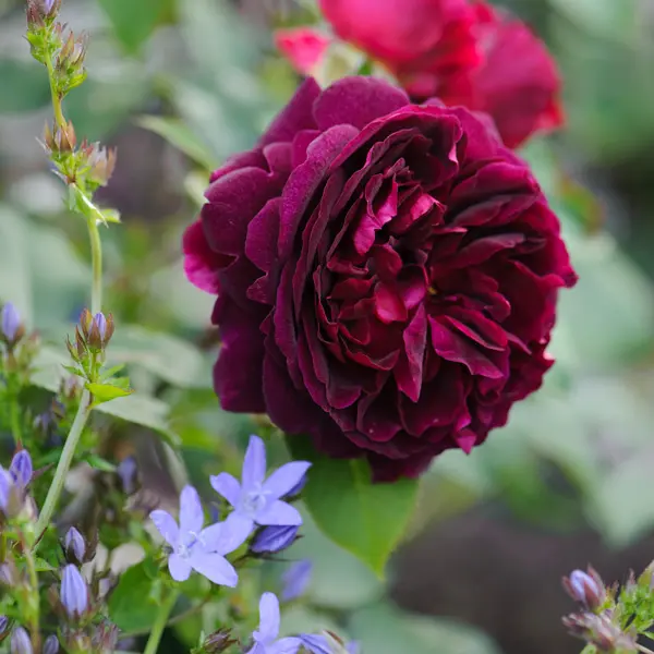 English Shrub Rose Munstead Wood (pbr) English Shrub Rose Munstead Wood (pbr)