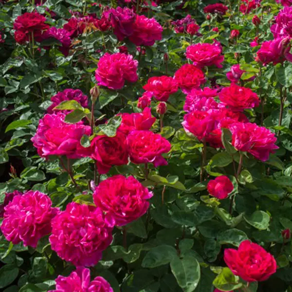 English Shrub Rose Sophys Rose (pbr)