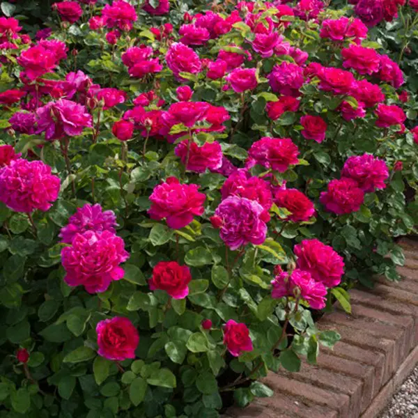 English Shrub Rose Sophys Rose (pbr) English Shrub Rose Sophys Rose (pbr)