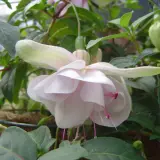 Gurus Fuchsia Collection 1- Compact Basket Doubles Gurus Fuchsia Collection 1- Compact Basket Doubles