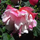 Gurus Fuchsia Collection 10- Double Baskets Gurus Fuchsia Collection 10- Double Baskets