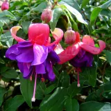 Gurus Fuchsia Collection 10- Double Baskets Gurus Fuchsia Collection 10- Double Baskets