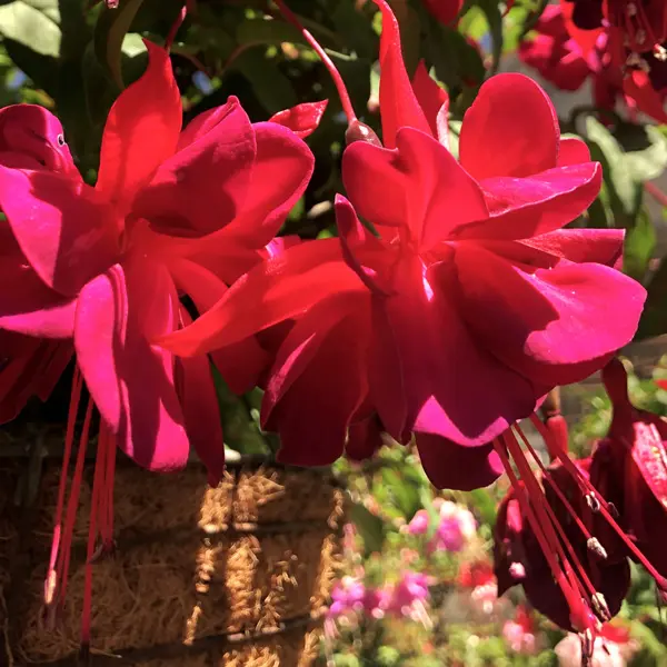 Gurus Fuchsia Collection 12- Compact Double Baskets Or Pots Gurus Fuchsia Collection 12- Compact Double Baskets Or Pots