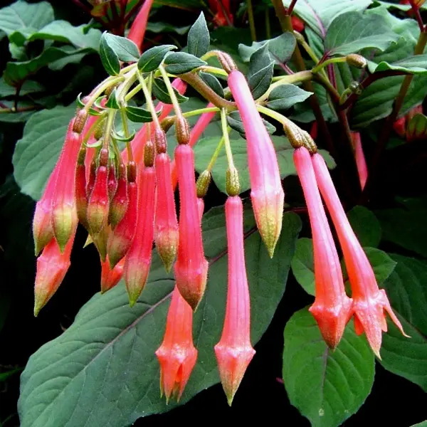 Gurus Fuchsia Collection 11-single Upright Gurus Fuchsia Collection 11-single Upright