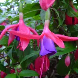 Gurus Fuchsia Collection 11-single Upright Gurus Fuchsia Collection 11-single Upright