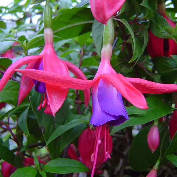 Gurus Fuchsia Collection 11-single Upright Gurus Fuchsia Collection 11-single Upright