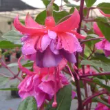 Gurus Fuchsia Collection 12- Compact Double Baskets Or Pots Gurus Fuchsia Collection 12- Compact Double Baskets Or Pots