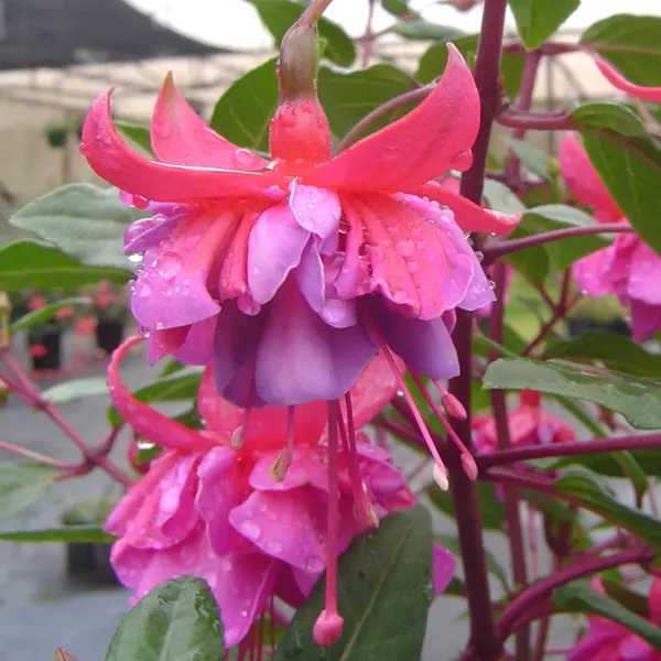 Gurus Fuchsia Collection 12- Compact Double Baskets Or Pots