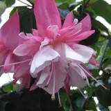 Gurus Fuchsia Collection 10- Double Baskets Gurus Fuchsia Collection 10- Double Baskets