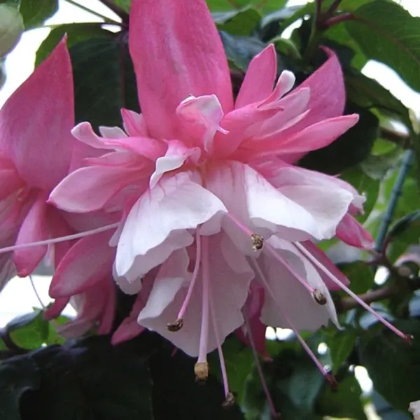 Gurus Fuchsia Collection 10- Double Baskets