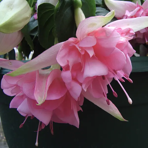 Gurus Fuchsia Collection 13- Double Baskets Gurus Fuchsia Collection 13- Double Baskets