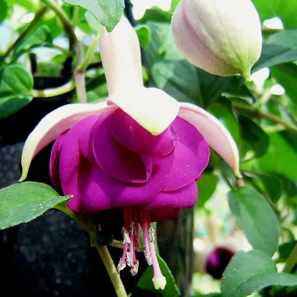 Gurus Fuchsia Collection 12- Compact Double Baskets Or Pots Gurus Fuchsia Collection 12- Compact Double Baskets Or Pots