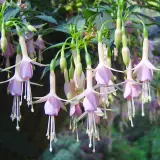 Gurus Fuchsia Collection 11-single Upright Gurus Fuchsia Collection 11-single Upright