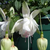 Gurus Fuchsia Collection 13- Double Baskets Gurus Fuchsia Collection 13- Double Baskets