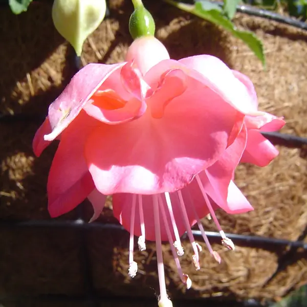 Gurus Fuchsia Collection 9- Double Baskets Gurus Fuchsia Collection 9- Double Baskets