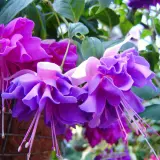 Gurus Fuchsia Collection 13- Double Baskets Gurus Fuchsia Collection 13- Double Baskets