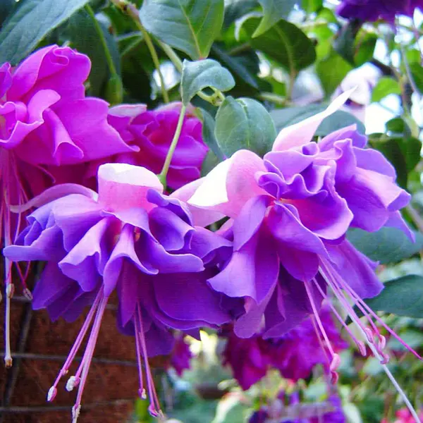 Gurus Fuchsia Collection 13- Double Baskets Gurus Fuchsia Collection 13- Double Baskets