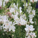 Gaura Belleza White Lpogaubwh - Garden Express Australia