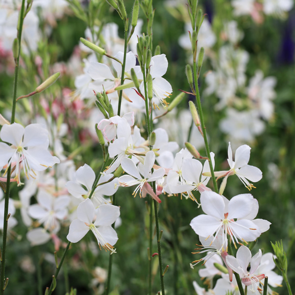 Gaura Belleza White
