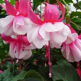Gurus Fuchsia Collection 3- Double Basket Pots Or Protected Garden Gurus Fuchsia Collection 3- Double Basket Pots Or Protected Garden