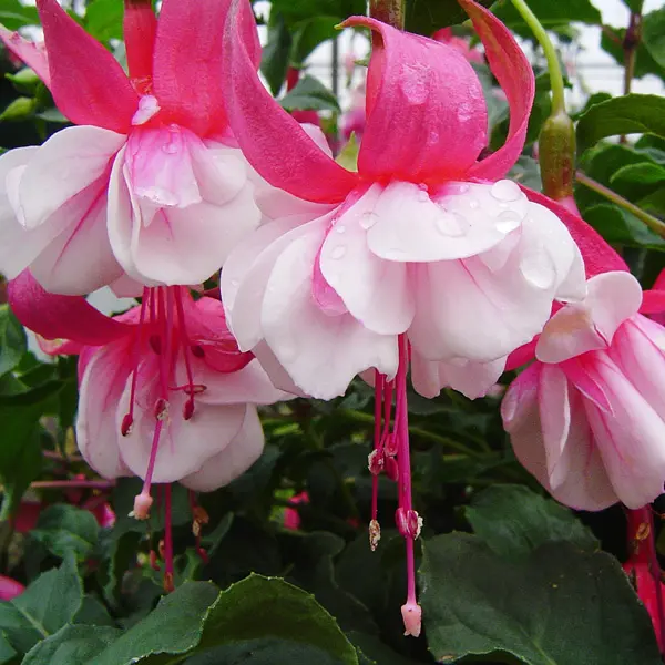 Gurus Fuchsia Collection 3- Double Basket Pots Or Protected Garden Gurus Fuchsia Collection 3- Double Basket Pots Or Protected Garden