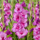 Gladioli Dreamy Violet Pkgladvi - Garden Express Australia