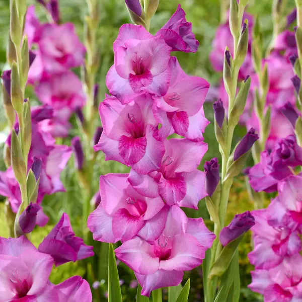 Gladioli Puravida