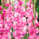 Gladioli Fado Pkglafad - Garden Express Australia