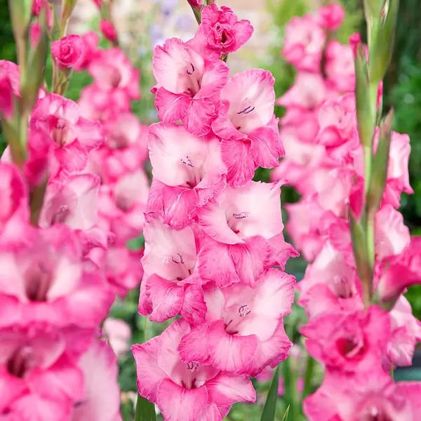 Gladioli Puravida