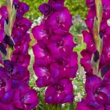 Gladioli Next Level Pkglanle - Garden Express Australia