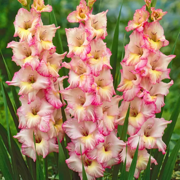 Gladioli Puravida Gladioli Puravida