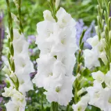 Gladioli Puravida Pkglapur - Garden Express Australia