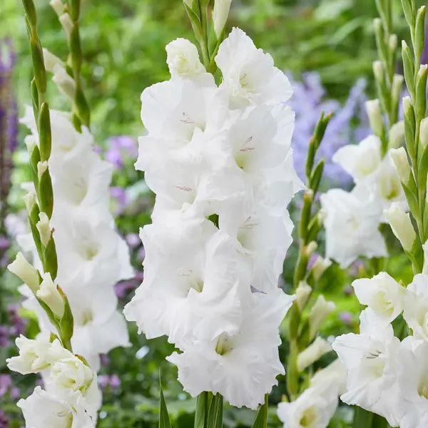 Gladioli Puravida