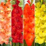 Gladioli Winter Col Colglawc2 2025 - Garden Express Australia