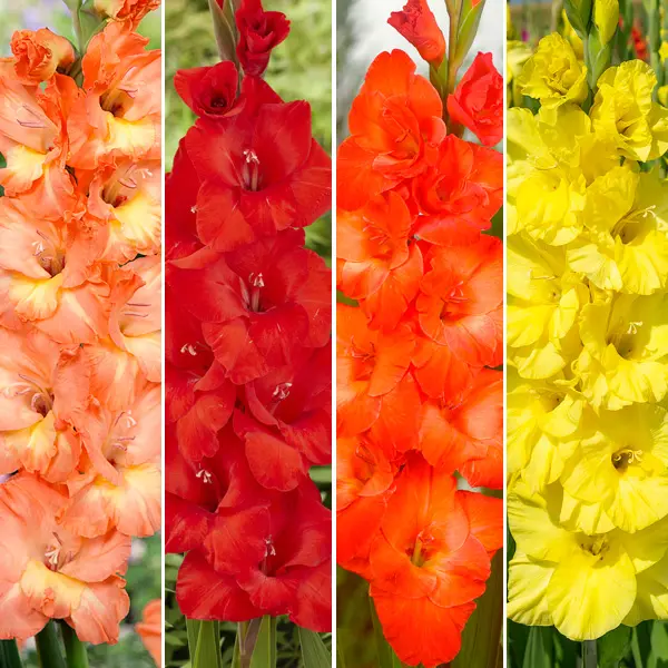 Gladioli Puravida Gladioli Puravida