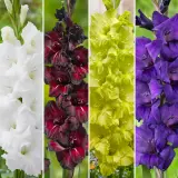 Gladioli Winter Col Colglawc5 2025 - Garden Express Australia
