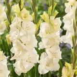 Glamini Gladioli Amber Pkgglamb - Garden Express Australia