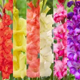 Glamini Gladioli Collection 2025 Colgglcol - Garden Express Australia