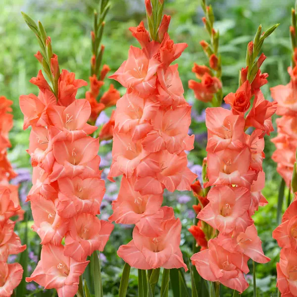 Gladioli Puravida