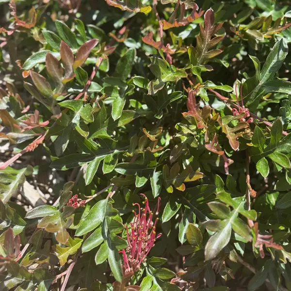 Gurus Grevillea Collection