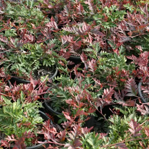 Grevillea Fishbone Flat (pbr)