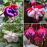 Gurus Fuchsia Collection 1 Compact Basket Doubles 2025 Colgurfc1 - Garden Express Australia