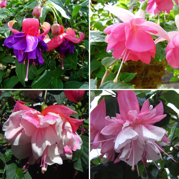 Gurus Fuchsia Collection 10- Double Baskets Gurus Fuchsia Collection 10- Double Baskets