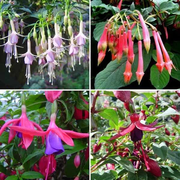 Gurus Fuchsia Collection 11-single Upright Gurus Fuchsia Collection 11-single Upright