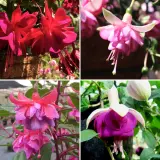 Gurus Fuchsia Collection 12 Compact Double Baskets Or Pots 2025 Colgurfc12 - Garden Express Australia