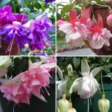 Gurus Fuchsia Collection 13 Double Baskets 2025 Colgurfc13 - Garden Express Australia