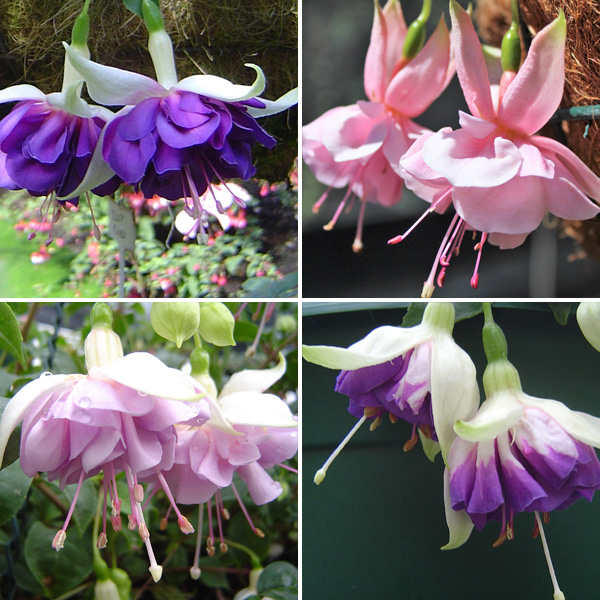 Gurus Fuchsia Collection 2- Double Baskets