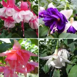 Gurus Fuchsia Collection 3 Double Basket Pots Or Protected Garden 2025 Colgurfc3 - Garden Express Australia