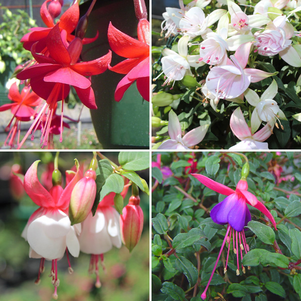 Gurus Fuchsia Collection 4-single Basket