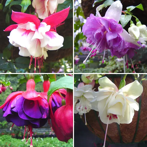 Gurus Fuchsia Collection 5- Double Basket Pot Or Garden